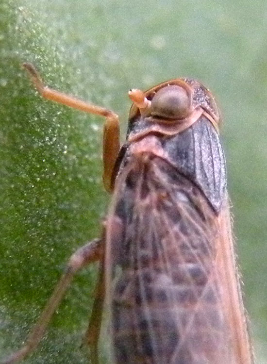 Reptalus sp.